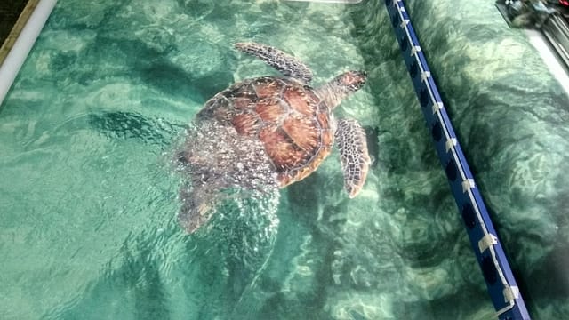 3d-обои черепаха в воде